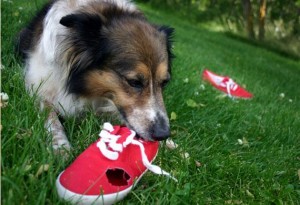 dog-chewing-shoe-iStock_000001833351Small_0