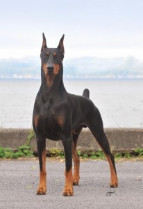 doberman