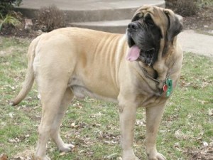 mastiff