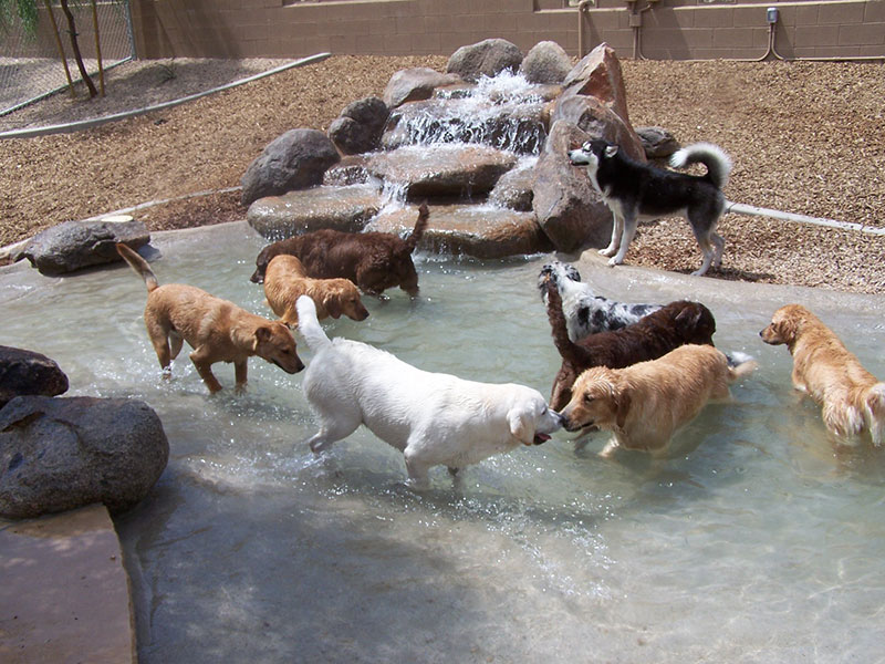 Second Home Pet Resort Phoenix, AZ Dog Boarding