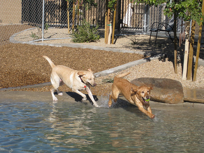 Photo Gallery Second Home Pet Resort Phoenix AZ