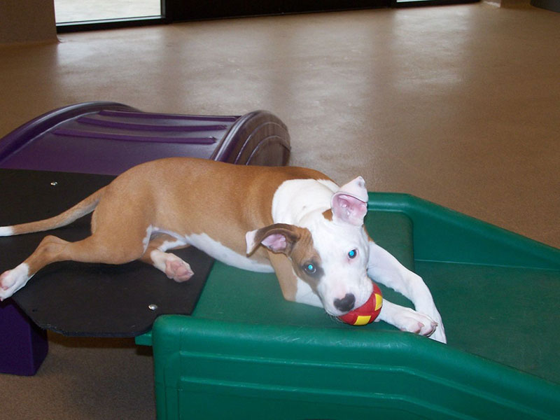 Second Home Pet Resort Phoenix, AZ Dog Boarding