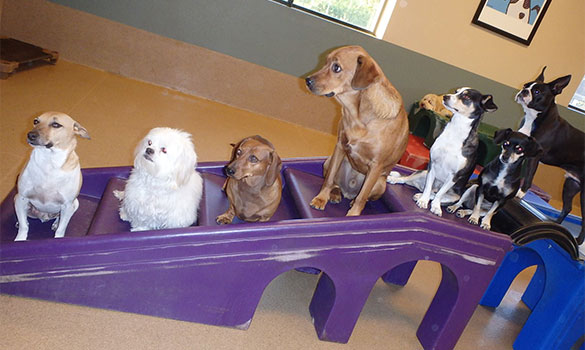Doggie Day Care